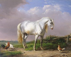 Grijze Hengst